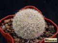 REBUTIA narvaecensis